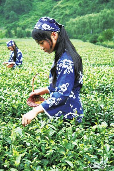陜西茶葉節即將盛大啟幕 一葉飄香，品味秦風漢韻